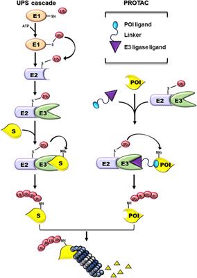 Proteolysis-Targeting Chimera (PROTAC): Is the Technology Looking at the Treatment of Brain Tumors?